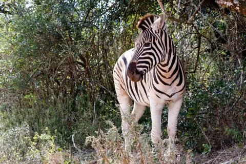 Burchells Zebra Looking Left Stock Photos