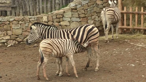 Burchell’s zebra mare and young foal Stock Footage 74193478