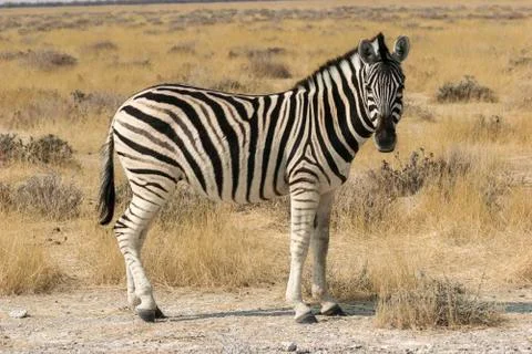 Burchell’s zebra Stock Photos