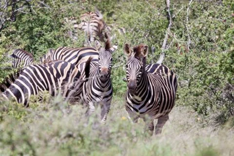 Burchell's Zebra Stock Photos