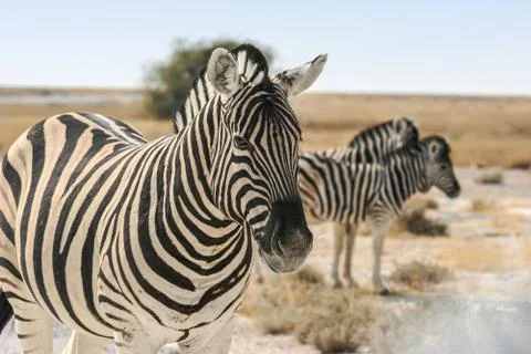 Burchell's zebra Photos