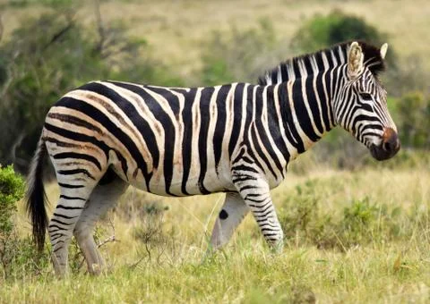 Burchell's Zebra Stock Photos