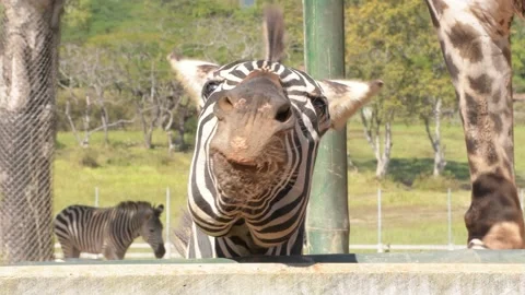 Burchell's Zebra shook his head and show us your teeth. Stock Footage 169023641