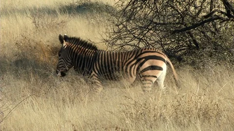 Burchells Zebra Turns and faces camera in field [HD] Stock-Footage 122153842