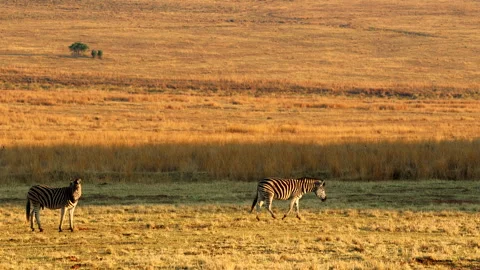 Burchell's Zebra walk over vast African plain in early morning light, Stock Footage 291085028