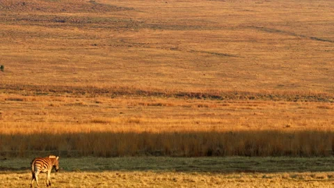 Burchell's Zebra walks over vast grassy plain in early morning light Stock Footage 291075089