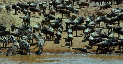 BURCHELL'S ZEBRA WILDEBEES MARA KENYA AFRICA Stock-Footage 83167520