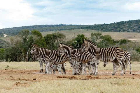 Burchells Zebra - Zebra Stock Photos