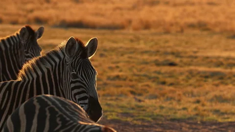 Burchell's zebras on alert in field backlit by golden sunset light Stock Footage 344040850