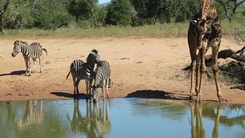 Burchell's zebras are startled while drinking at a waterhole when a giraffe Stock Footage 344261236