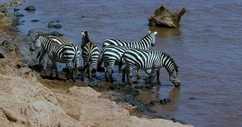 BURCHELL'S ZEBRAS DRINKING MARA RIVER KENYA AFRICA Stock Footage 82952720