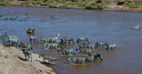 BURCHELL'S ZEBRAS DRINKING MARA RIVER KENYA AFRICA Stock-Footage 82953709