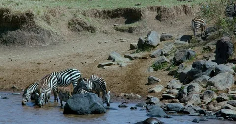 BURCHELL'S ZEBRAS DRINKING MARA RIVER KENYA AFRICA Stock Footage 82956742