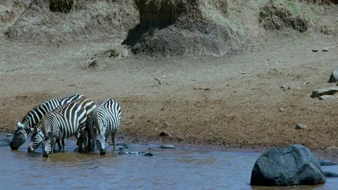 BURCHELL'S ZEBRAS DRINKING MARA RIVER KENYA AFRICA Stock-Footage 82956761
