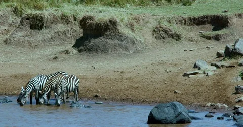 BURCHELL'S ZEBRAS DRINKING MARA RIVER KENYA AFRICA Stock-Footage 82958215