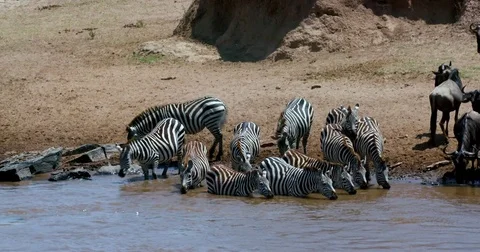 BURCHELL'S ZEBRAS DRINKING MARA RIVER KENYA AFRICA Stock-Footage 82959800