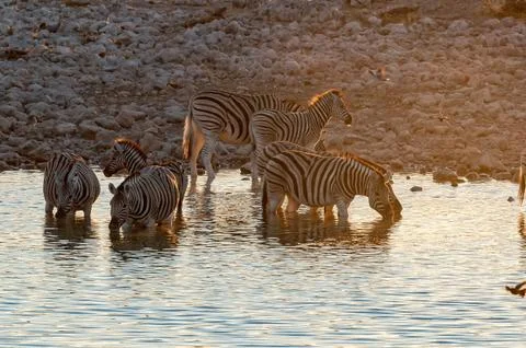 Burchells zebras drinking Stock Photos