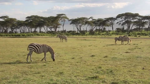 Burchell's zebras Stock Footage 336752573