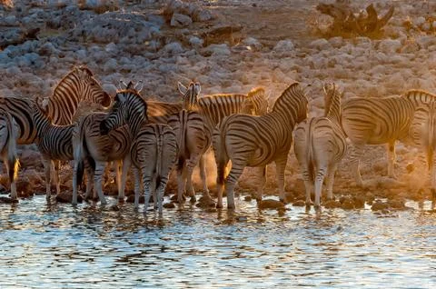 Burchells zebras at sunset Stock Photos