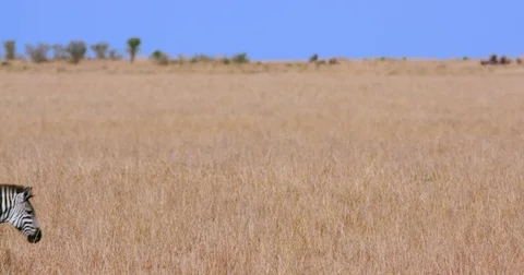 BURCHELL'S ZEBRAS WALKING MAASAI MARA KENYA AFRICA Stock Footage