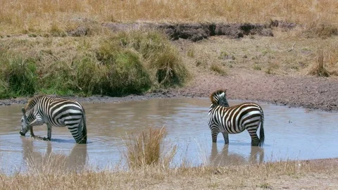 BURCHELL'S ZEBRAS WATER MAASAI MARA KENYA AFRICA Stock Footage
