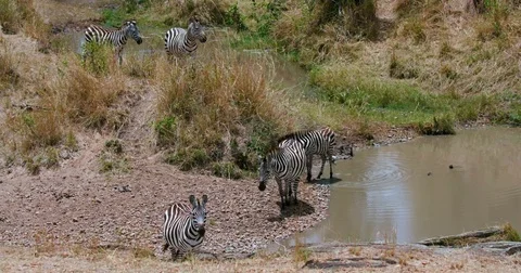 BURCHELL'S ZEBRAS WATERHOLE MAASAI MARA KENYA Stock Footage