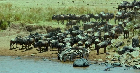BURCHELL'S ZEBRAS WILDEBEEST DRINKING KENYA AFRICA Stock Footage 83178582