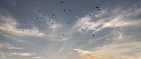 Burd on Sky Stock Footage 138631484