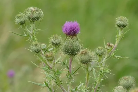 Burdock (Arctium lappa) Stock Photos