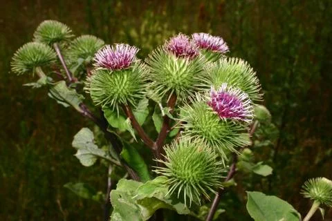 Burdock (arctium) Stock Photos