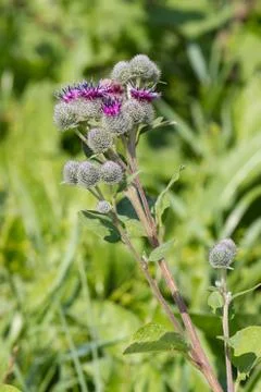 Burdock on a background of green grass Stock Photos