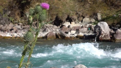 Burdock on the background of a mountain river Video stock 116558340