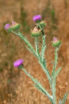 Burdock in bloom Stock Photos