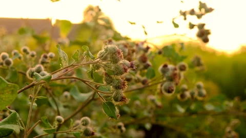 Burdock blossoms in the garden. Selective focus. Stock Footage 274642230