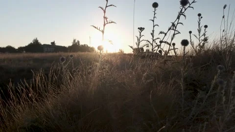 Burdock burdock against the blue sky at sunrise. Stock Footage 137423901