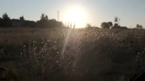 Burdock burdock against the blue sky at sunrise. Stock Footage 137423908
