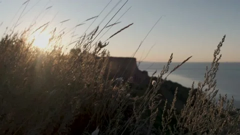 Burdock burdock against the blue sky at sunrise. Stock Footage 137423923