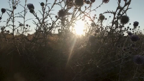 Burdock burdock against the blue sky at sunrise. Stock Footage 137424101