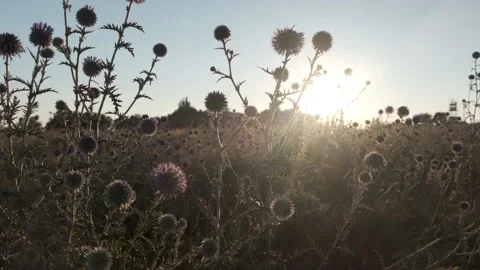 Burdock burdock against the blue sky at sunrise. Stock Footage 137424152