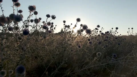 Burdock burdock against the blue sky at sunrise. Stock Footage 137424207