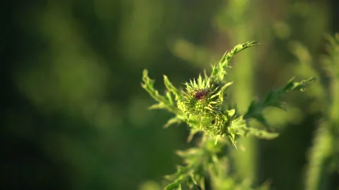 Burdock close-up. Green top of spiky grass close-up. Stock-Footage 135088978