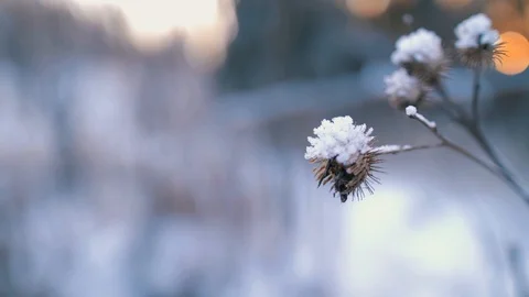 Burdock covered with snow in winter Vídeos de archivo 107989716