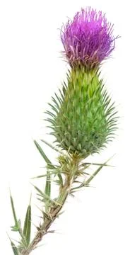 Burdock Cutout Stock Photos