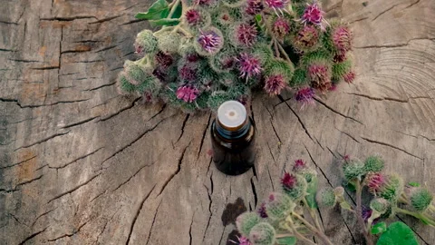Burdock extract in a bottle. Selective focus. Stock Footage 292385805