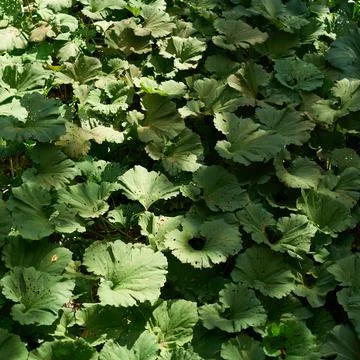 Burdock field, big leaves. Background with large green leaves of burdock. Stock Photos