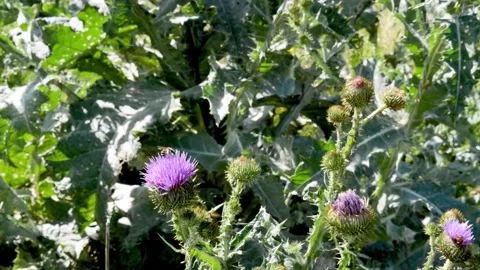 Burdock flower and insects Video stock 133453191