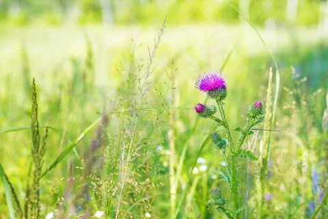 Burdock flower on green background. Stock Photos