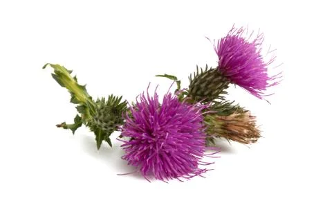 Burdock flower isolated Stock Photos