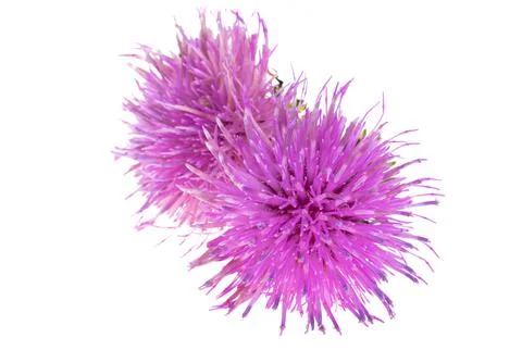 Burdock flower isolated Stock Photos