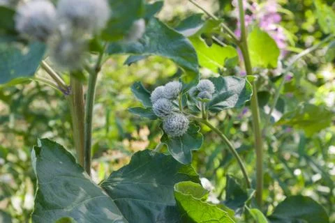 Burdock flower Stock Photos